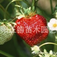 花卉種植與江蘇沭陽正德苗木園藝場的專業供應
